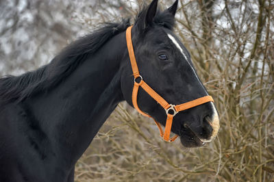 Close-up of a horse on field