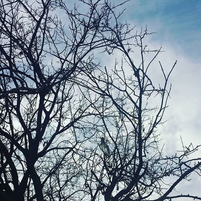 branch, bare tree, low angle view, tree, sky, silhouette, tranquility, nature, beauty in nature, scenics, cloud - sky, outdoors, no people, growth, tranquil scene, tree trunk, day, cloud, dusk, clear sky