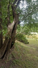 Tree in forest