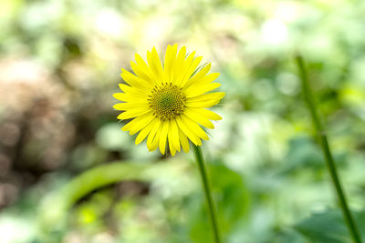 Close-up of yellow flower