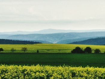 Scenic view of field against sky