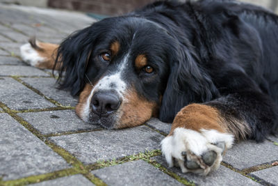 Close-up portrait of dog lying on footpath