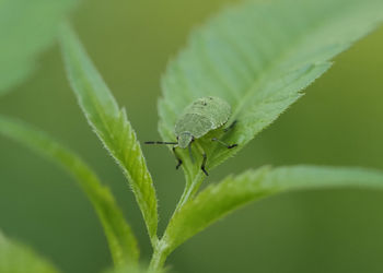 Close-up of insect on leaf