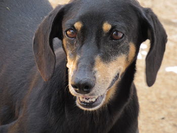 Close-up portrait of black dog