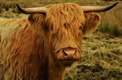 Close-up of cow on field