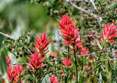 Close-up of red flowering plants