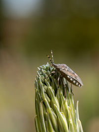 Close-up of insect on leaf