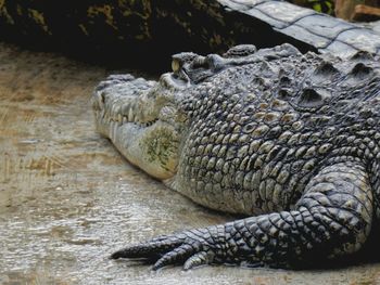 Close-up of crocodile in zoo