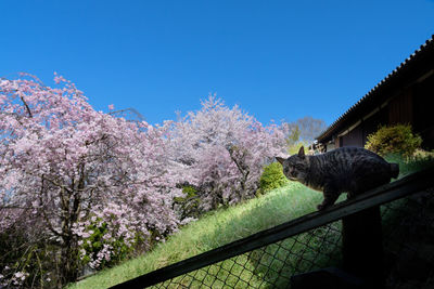 Cherry blossom trees against clear blue sky