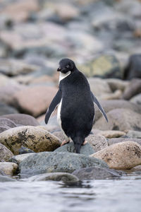 Adelie penguin stands on rocks looking back