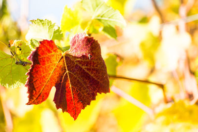 Close-up of yellow maple leaves