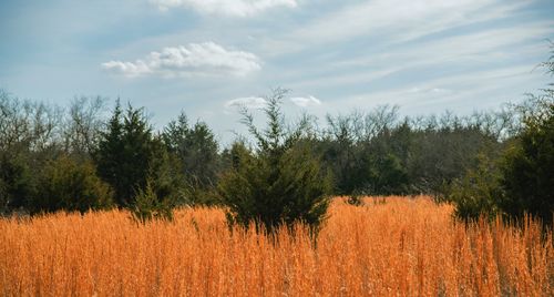 Scenic view of field against sky