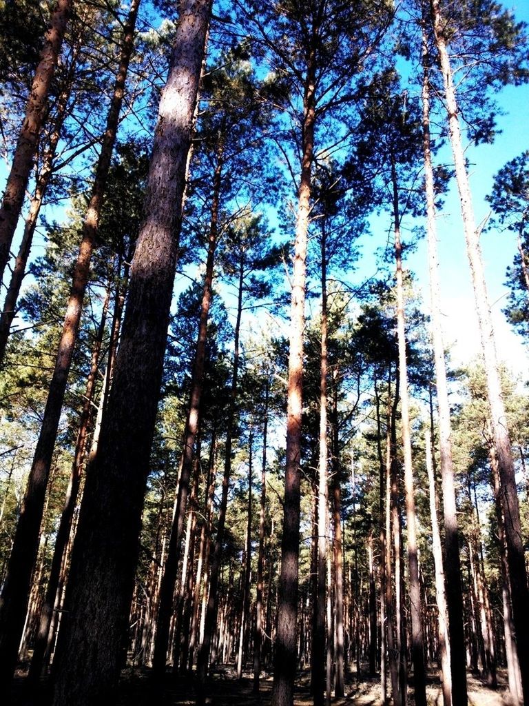 tree, tree trunk, low angle view, growth, tranquility, woodland, forest, tall - high, nature, beauty in nature, tranquil scene, branch, scenics, sky, day, outdoors, tall, sunlight, palm tree, no people