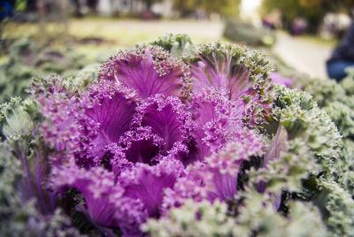 Close-up of pink flowers