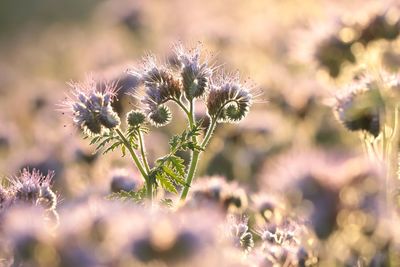 Close-up of flowering plant on field