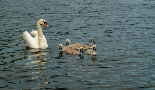 Swan swimming in lake