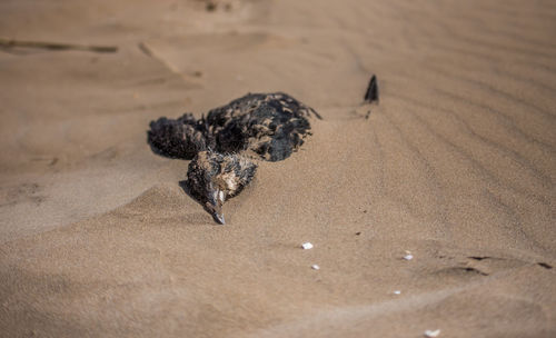 High angle view of a horse on sand