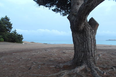 Tree trunk by sea against sky