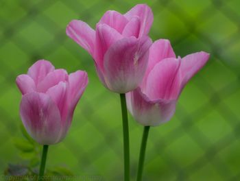 Close-up of pink crocus blooming outdoors