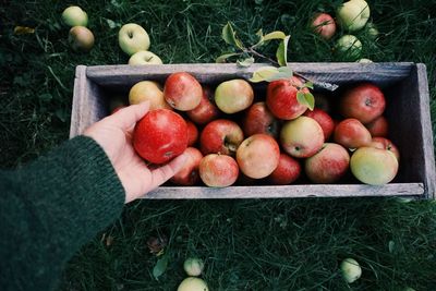 Cropped hand holding apple in orchard on grassy field