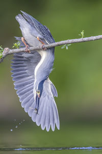 Close-up of a bird flying