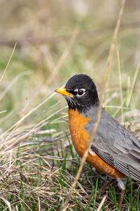 Close-up of bird perching on a field