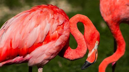 Close-up of red bird on water