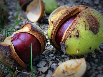 High angle view of fruit on field