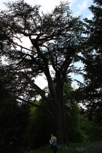 Trees against sky