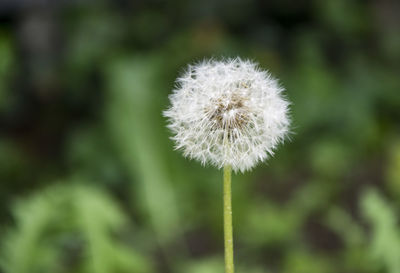 Close-up of dandelion