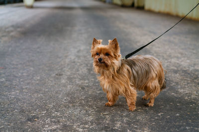 Funny thoroughbred beautiful yorkshire terrier of brown color for walk on leash