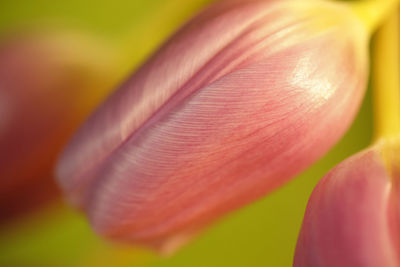 Close-up of red flowering plant