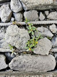 Close-up of plant growing on rock
