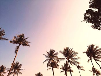 Low angle view of palm trees against clear sky