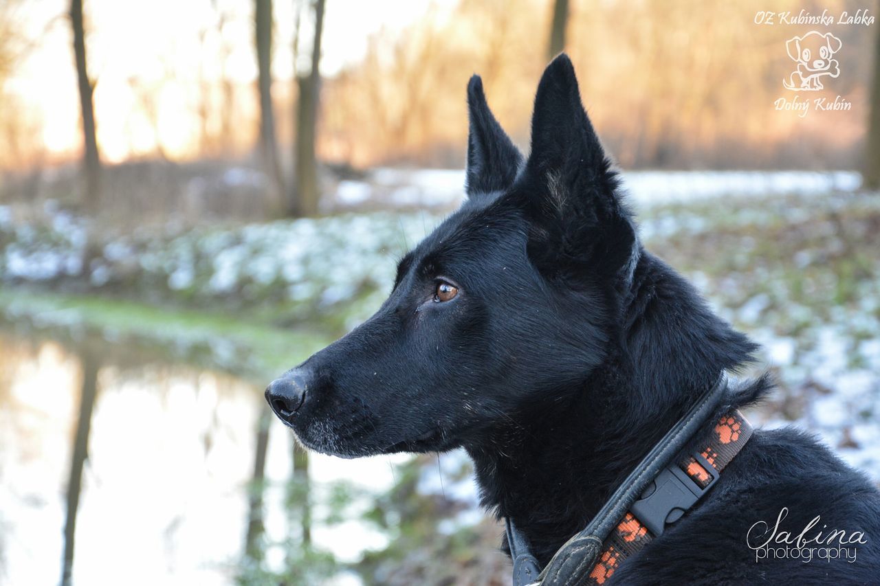 domestic animals, pets, mammal, one animal, animal themes, dog, focus on foreground, black color, close-up, animal head, looking away, pet collar, selective focus, no people, outdoors, animal body part, day, sunlight, relaxation, nature