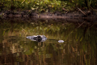 Large american alligator alligator mississippiensis in the wetland at the myakka river park 