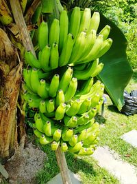 Close-up of banana tree