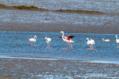 View of birds on beach