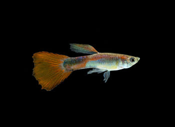 Close-up of fish swimming in sea