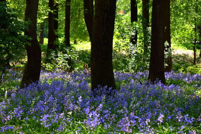 Trees growing in forest