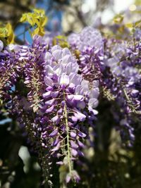 Close-up of purple flowers