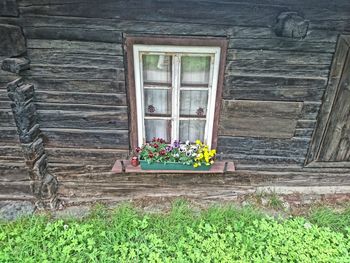 Plants growing through closed door