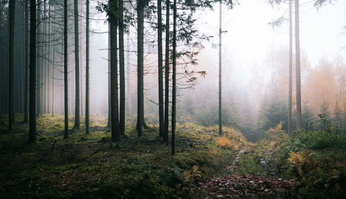 Trees in forest during foggy weather