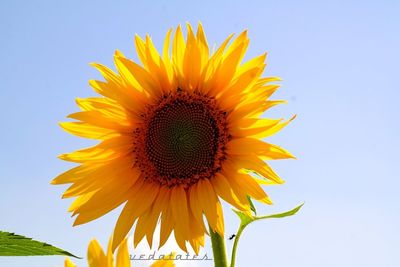 Close-up of sunflower blooming against clear sky