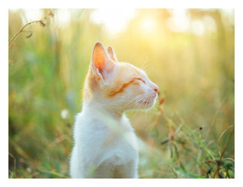 Close-up of a cat