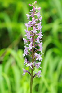 Close-up of purple flowering plant in field