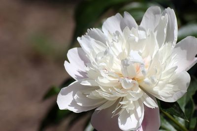 Close-up of white flower