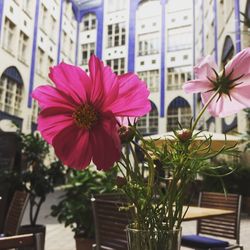 Close-up of pink flowers in city