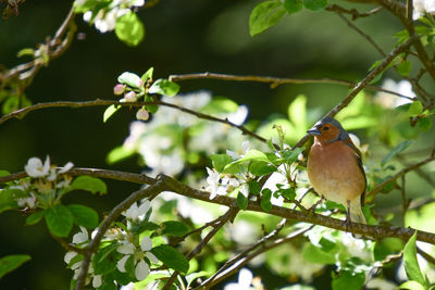 Low angle view of bird perching on branch