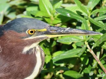 Closeup of a green heron headshot